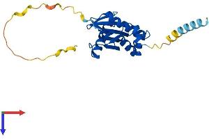 COPZ2 Protein (AA 1-210) (His tag)
