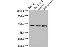 Western Blot Positive WB detected in: Mouse brain tissue, Mouse skeletal muscle tissue, Zebrafish tissue All lanes: BMP4 antibody at 3 μg/mL Secondary Goat polyclonal to rabbit IgG at 1/50000 dilution Predicted band size: 47 kDa Observed band size: 47 kDa (BMP4 Antikörper  (AA 303-408))