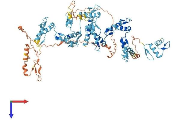 ZNF7 Protein (AA 1-686) (His tag)