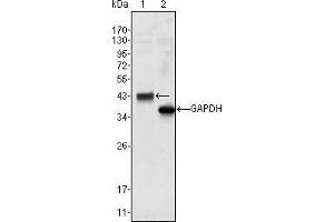 Western blot analysis using WNT10B mouse mAb against Hela cell lysate (1).