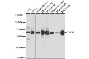 Western blot analysis of extracts of various cell lines, using CHDH antibody (ABIN7266341) at 1:1000 dilution. (CHDH Antikörper  (AA 245-594))