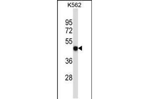 Western blot analysis in K562 cell line lysates (35ug/lane). (P2RX5 Antikörper  (C-Term))