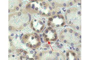 Immunohistochemical staining of Nampt using anti-Nampt (OMNI379)  in human kidney tissue (1:500 dilution). (NAMPT Antikörper  (Biotin))
