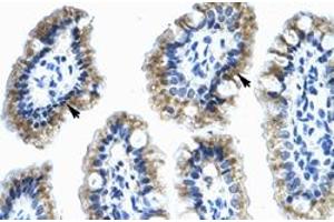 Immunohistochemical staining (Formalin-fixed paraffin-embedded sections) of human intestine with ANXA4 polyclonal antibody  at 4-8 ug/mL working concentration. (Annexin IV Antikörper  (N-Term))