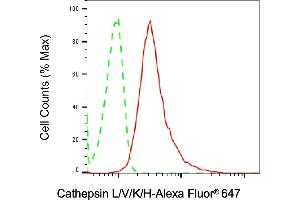 Flow cytometric analysis of Cathepsin L/V/K/H expression in HeLa cells using Cathepsin L/V/K/H antibody (ABIN7797941), 1:2,000).