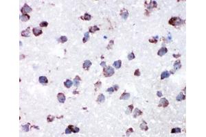 IHC-P: Cytochrome C antibody testing of rat lung tissue (Cytochrome C Antikörper  (AA 91-105))