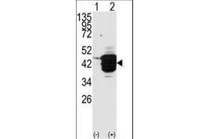 Western blot analysis of HDAC11 (arrow) using HDAC11 Antibody (N-term) (ABIN387964 and ABIN2844702). (HDAC11 Antikörper  (N-Term))