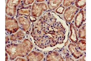 Immunohistochemistry of paraffin-embedded human kidney tissue using ABIN7153101 at dilution of 1:100 (FOXQ1 Antikörper  (AA 10-123))