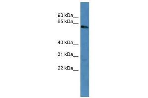 KRT3 antibody used at 0. (Keratin 3 Antikörper  (C-Term))