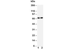 Western blot testing of Lamin B2 antibody and Lane 1:  HeLa (Lamin B2 Antikörper  (AA 580-597))