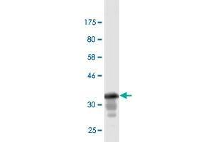 Western Blot detection against Immunogen (37. (GML Antikörper  (AA 48-158))