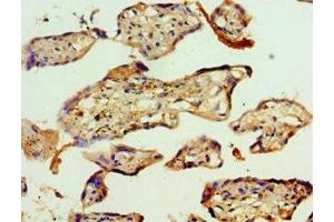 Immunohistochemistry of paraffin-embedded human placenta tissue using ABIN7142944 at dilution of 1:100 (ACAT2 Antikörper  (AA 1-97))