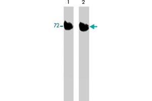 Western blot of activated mouse recombinant LIMK1untreated (lane 1) or treated with lambda phosphatase (lane 2). (LIM Domain Kinase 1 Antikörper  (C-Term))