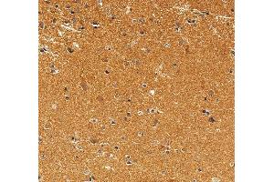 anti-Syntaphilin (SNPH) (AA 43-482) antibody