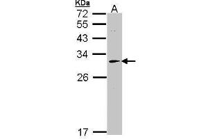 WB Image Sample (30 ug of whole cell lysate) A: Hep G2 , 12% SDS PAGE antibody diluted at 1:1000 (HAGH Antikörper)