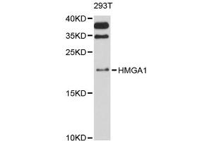 Western blot analysis of extracts of 293T cells, using HMGA1 antibody.