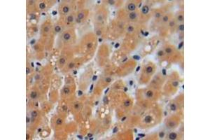 IHC-P analysis of liver tissue, with DAB staining. (PRKAB2 Antikörper  (AA 17-260))
