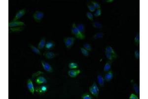 Immunofluorescent analysis of HepG2 cells using ABIN7153363 at dilution of 1:100 and Alexa Fluor 488-congugated AffiniPure Goat Anti-Rabbit IgG(H+L) (GPRC5B Antikörper  (AA 293-403))