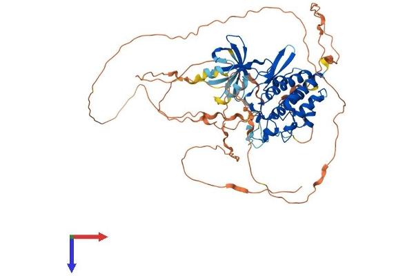 TESK1 Protein (AA 1-627) (His tag)