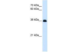 WB Suggested Anti-eve Antibody Titration:  0. (Adipsin Antikörper  (N-Term))