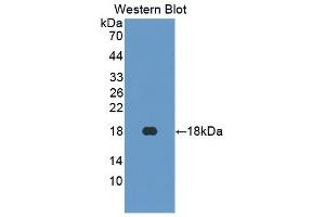 Detection of Recombinant NT, Mouse using Polyclonal Antibody to Neurotensin (NT) (Neurotensin Antikörper  (AA 42-167))