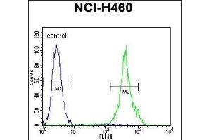 ML1 Antibody (Center) (ABIN655505 and ABIN2845021) flow cytometric analysis of NCI- cells (right histogram) compared to a negative control cell (left histogram).