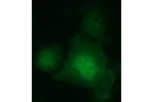 Image no. 2 for anti-Indoleamine 2,3-Dioxygenase 1 (IDO1) antibody (ABIN1498794) (IDO1 Antikörper)