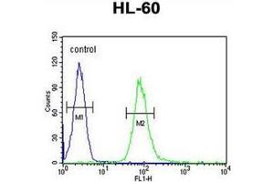 Flow cytometric analysis of HL-60 cells using CD132 / IL2RG Antibody (N-term) AP52197PU-N (right histogram) compared to a negative control cell (left histogram).