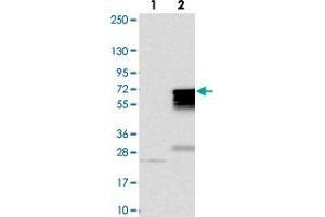 Western blot analysis of Lane 1: Negative control (vector only transfected HEK293T lysate). (MNS1 Antikörper)