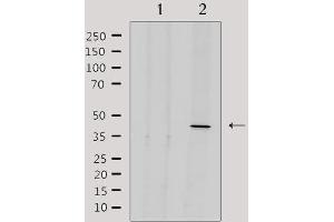 Western blot analysis of extracts from 293, using ENDOGL1 Antibody. (EXOG Antikörper  (Internal Region))