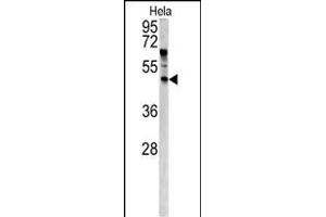 Western blot analysis of ANGPTL7 antibody (N-term) (ABIN390443 and ABIN2840822) in Hela cell line lysates (35 μg/lane). (ANGPTL7 Antikörper  (N-Term))