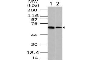 Image no. 1 for anti-OTU Domain Containing 5 (OTUD5) (AA 300-520) antibody (ABIN5027170) (OTUD5 Antikörper  (AA 300-520))