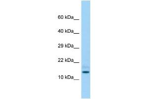 Host: Rabbit Target Name: Hddc3 Sample Type: Rat Testis lysates Antibody Dilution: 1. (HDDC3 Antikörper  (Middle Region))