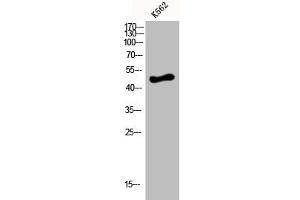 Western Blot analysis of K562 cells using D4DR Polyclonal Antibody (DRD4 Antikörper  (C-Term))