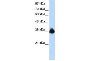 PTBP2 antibody used at 1.