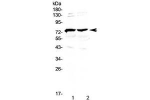 Western blot testing of 1) mouse brain and 2) rat brain lysate with GAS6 antibody at 0. (GAS6 Antikörper)