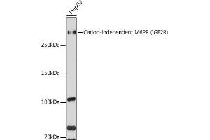 Western blot analysis of extracts of HepG2 cells, using Cation-independent M6PR (Cation-independent M6PR (IGF2R)) antibody (ABIN6130063, ABIN6142247, ABIN6142248 and ABIN6216853) at 1:1000 dilution. (IGF2R Antikörper  (AA 2327-2491))