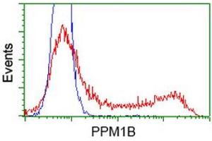 HEK293T cells transfected with either RC212918 overexpress plasmid (Red) or empty vector control plasmid (Blue) were immunostained by anti-PPM1B antibody (ABIN2454508), and then analyzed by flow cytometry. (PPM1B Antikörper)