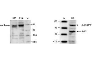 ASCL2 Antikörper  (C-Term)