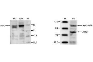 Western Blot of anti-Ash2 antibody Western Blot results of Rabbit anti-Ash2 antibody. (ASCL2 Antikörper  (C-Term))