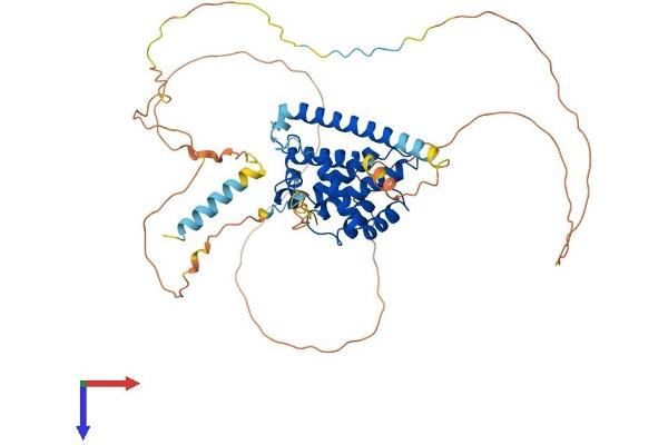 BCL2L13 Protein (AA 1-485) (His tag)