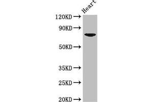 Western Blot Positive WB detected in: Mouse heart tissue All lanes: PRDM13 antibody at 2. (PRDM13 Antikörper  (AA 2-255))