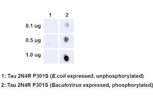 Dot Blot analysis using Rabbit Anti-Tau Monoclonal Antibody, Clone AH36 (ABIN6932888). (tau Antikörper  (pSer202, pThr205) (Atto 594))