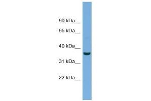 Crystallin Mu antibody used at 1 ug/ml to detect target protein.