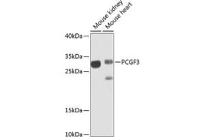 Western blot analysis of extracts of various cell lines, using PCGF3 antibody (ABIN6128644, ABIN6145309, ABIN6145310 and ABIN6223342) at 1:1000 dilution. (PCGF3 Antikörper  (AA 1-242))