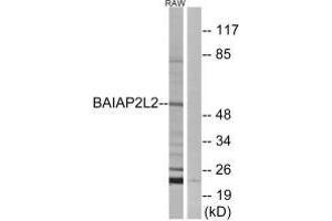Western blot analysis of extracts from RAW264. (BAIAP2L2 Antikörper)