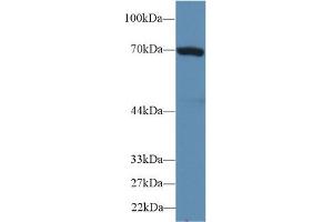Western Blot; Sample: Human HepG2 cell lysate; Primary Ab: 2µg/ml Rabbit Anti-Mouse HSPA1B Antibody Second Ab: 0.