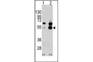 Image no. 1 for anti-Vascular Endothelial Growth Factor A (VEGFA) (N-Term) antibody (ABIN358811)