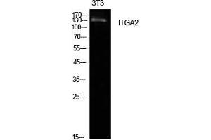 Western Blot (WB) analysis of NIH-3T3 cells using Integrin alpha2 Polyclonal Antibody. (ITGA2 Antikörper  (Internal Region))