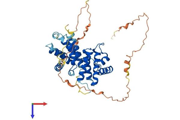 Cyclin I Protein (CCNI) (AA 1-377) (His tag)